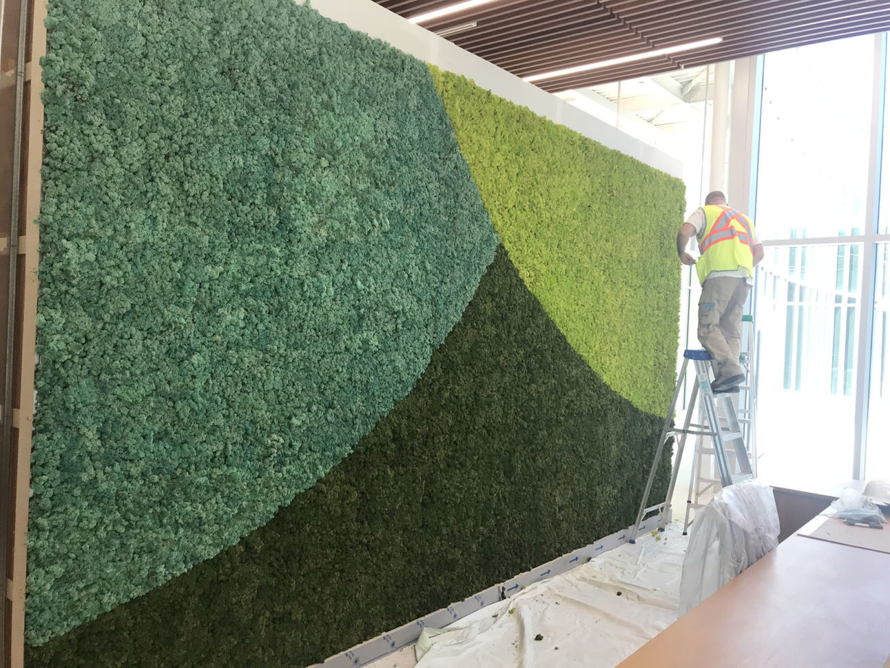 Installing the preserved moss wall