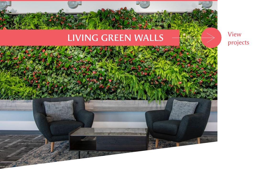 Living green wall projects by Off the Wall Greenscapes