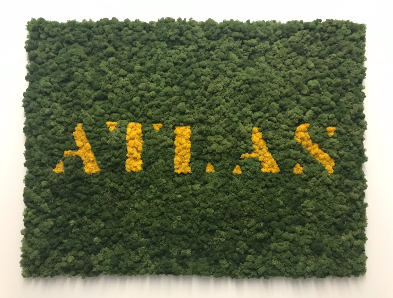 Preserved moss logo by Off the Wall Greenscapes in Winnipeg