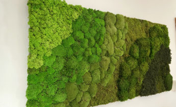 Mixed species preserved moss wall by Off the Wall Greenscapes in Winnipeg